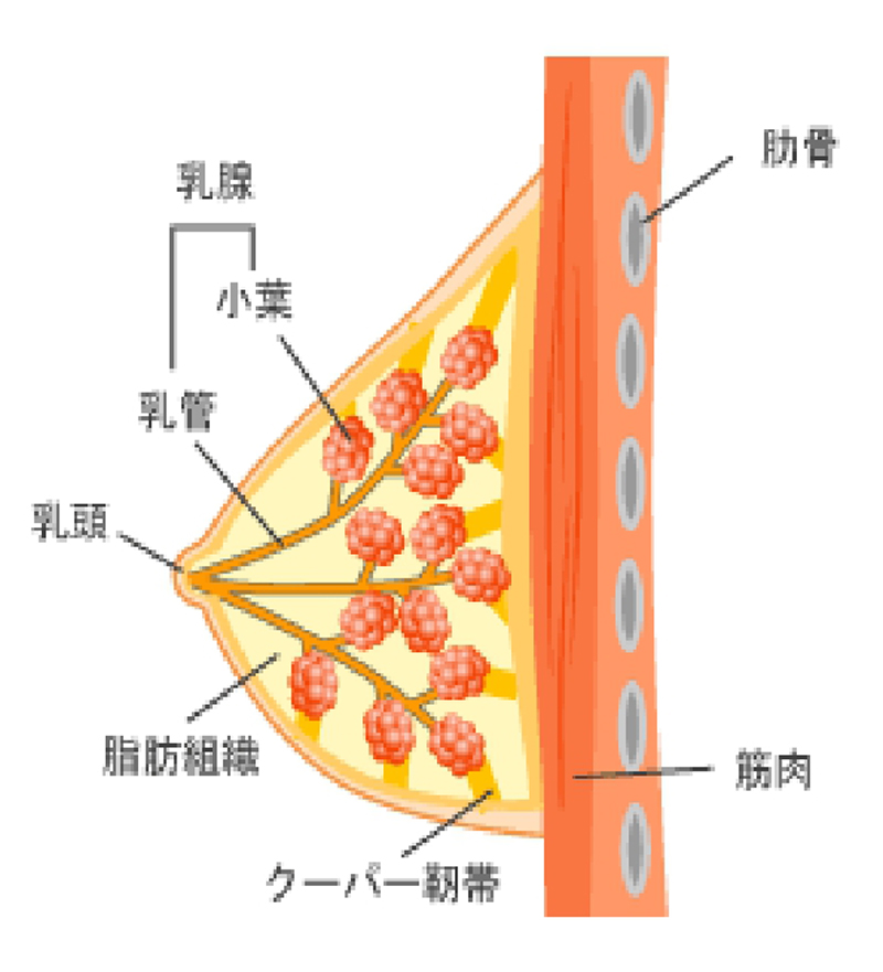 バストのしくみ